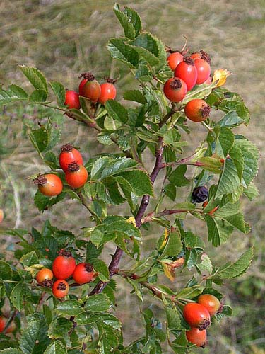  Image name: rosacanina3.jpg 
 width: 375 pixel 
 height: 500 pixel 
 Size: 67978 bytes 
 Click to enlarge 